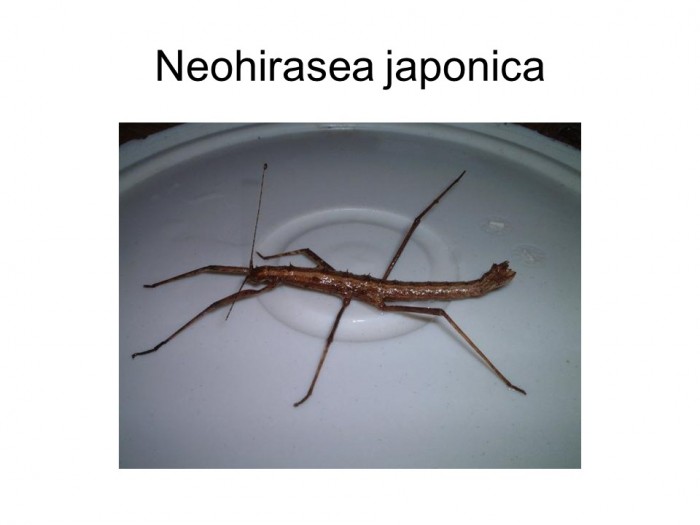 Neohirasea japonica